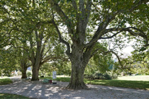 photographie d'un arbre illustrant le sentier culturel