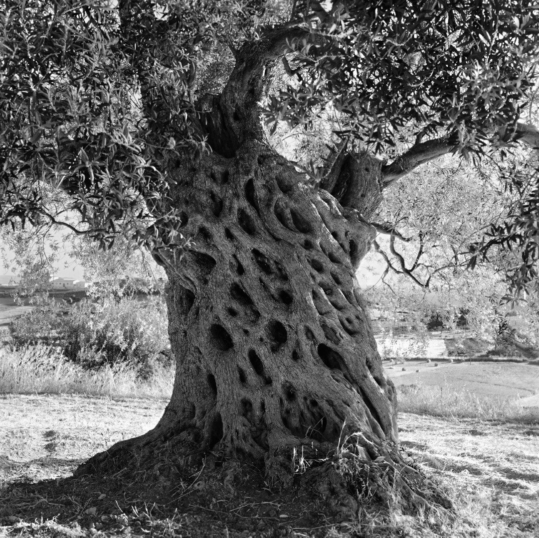 Photo en noir et blanc de Jacques Berthet. Cette photo s'appelle Oliviers et fait partie de la collection du Fonds d’art contemporain de la Ville de Genève. Elle a été prise en Sicile, en 2008 et montre en gros plan un tronc de vieil olivier, tout noueux.
