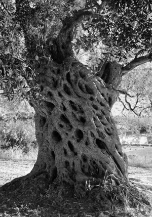 Photo en noir et blanc de Jacques Berthet. Cette photo s'appelle Oliviers et fait partie de la collection du Fonds d’art contemporain de la Ville de Genève. Elle a été prise en Sicile, en 2008 et montre en gros plan un tronc de vieil olivier, tout noueux.
