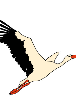 L'image montre une cigogne en plein vol. Ses ailes blanches et noires ont déployées et l'oiseau regarde vers le ciel.